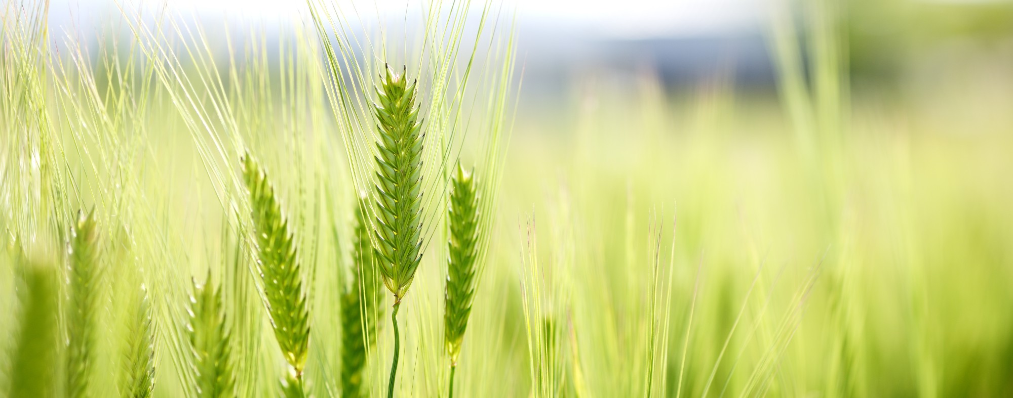 Wheat
